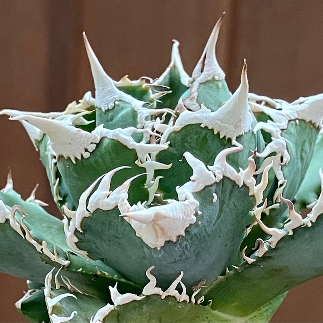 14 選抜　サイズ大　子株2株付 アガべ　白豪刺TC