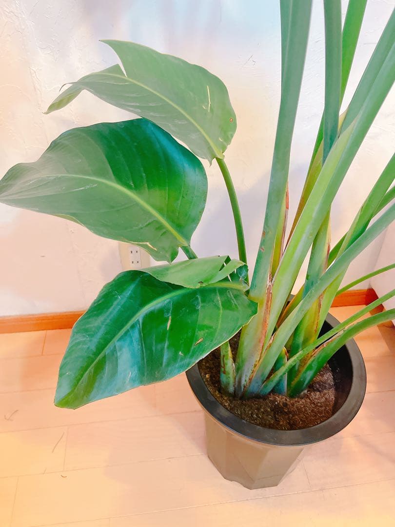 激安！　ストレチア　オーガスタ Ｃ　大型❗️ 184センチ　10号鉢 観葉植物