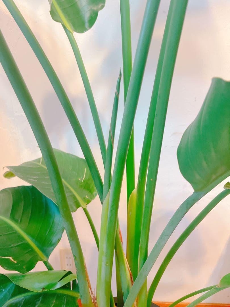 激安！　ストレチア　オーガスタ Ｃ　大型❗️ 184センチ　10号鉢 観葉植物