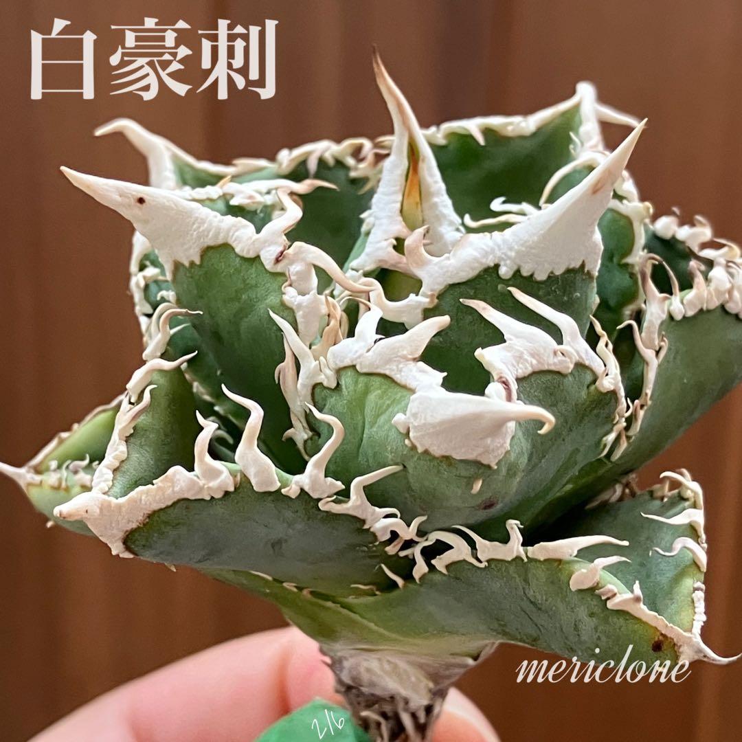 t*4様 【オークション】10 超選抜　美株　太棘　アガべ　チタノタ　白豪刺　T