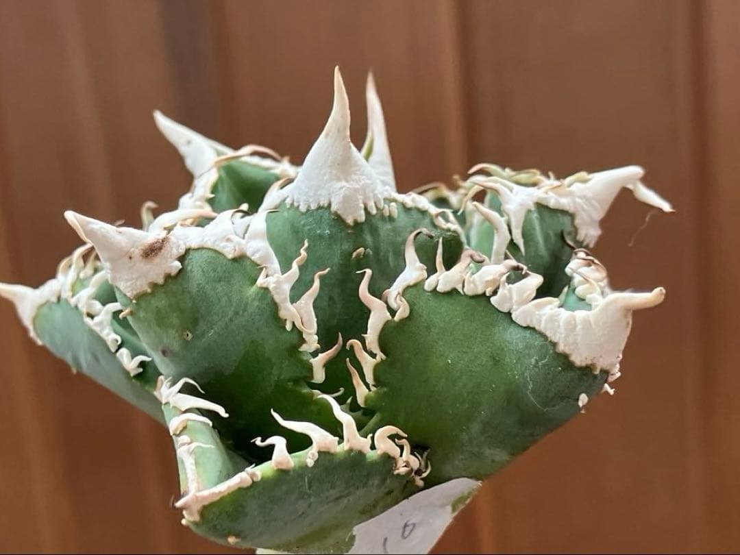 t*4様 【オークション】10 超選抜　美株　太棘　アガべ　チタノタ　白豪刺　T