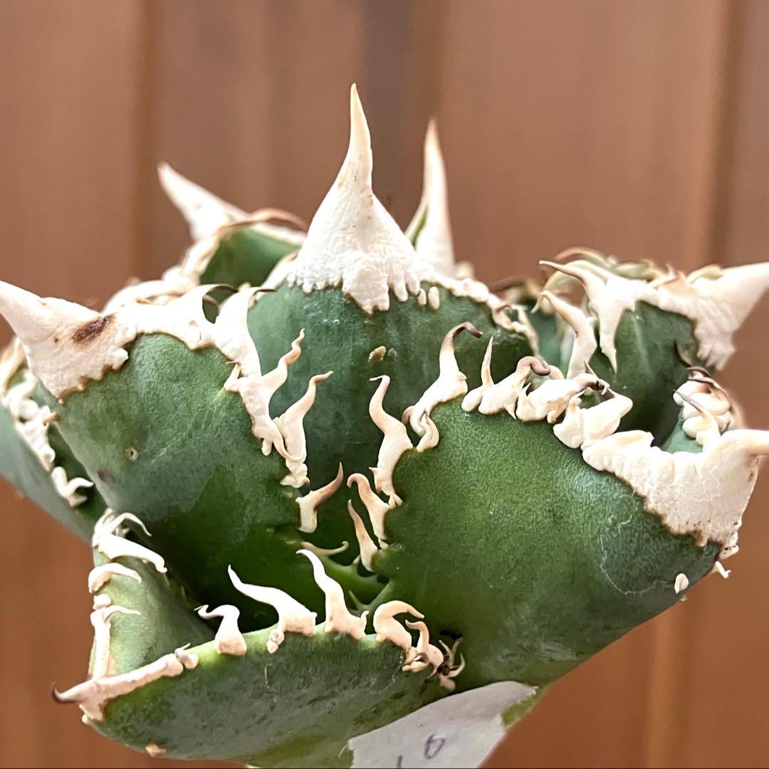 t*4様 【オークション】10 超選抜　美株　太棘　アガべ　チタノタ　白豪刺　T