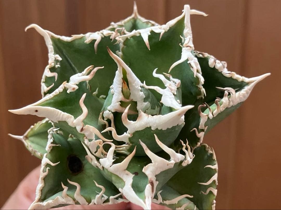 t*4様 【オークション】10 超選抜　美株　太棘　アガべ　チタノタ　白豪刺　T