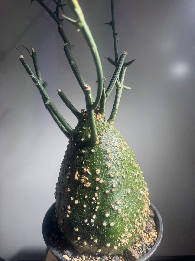 アデニア　グロボーサ　大株　美株　ムチムチ　塊根植物　コーデックス