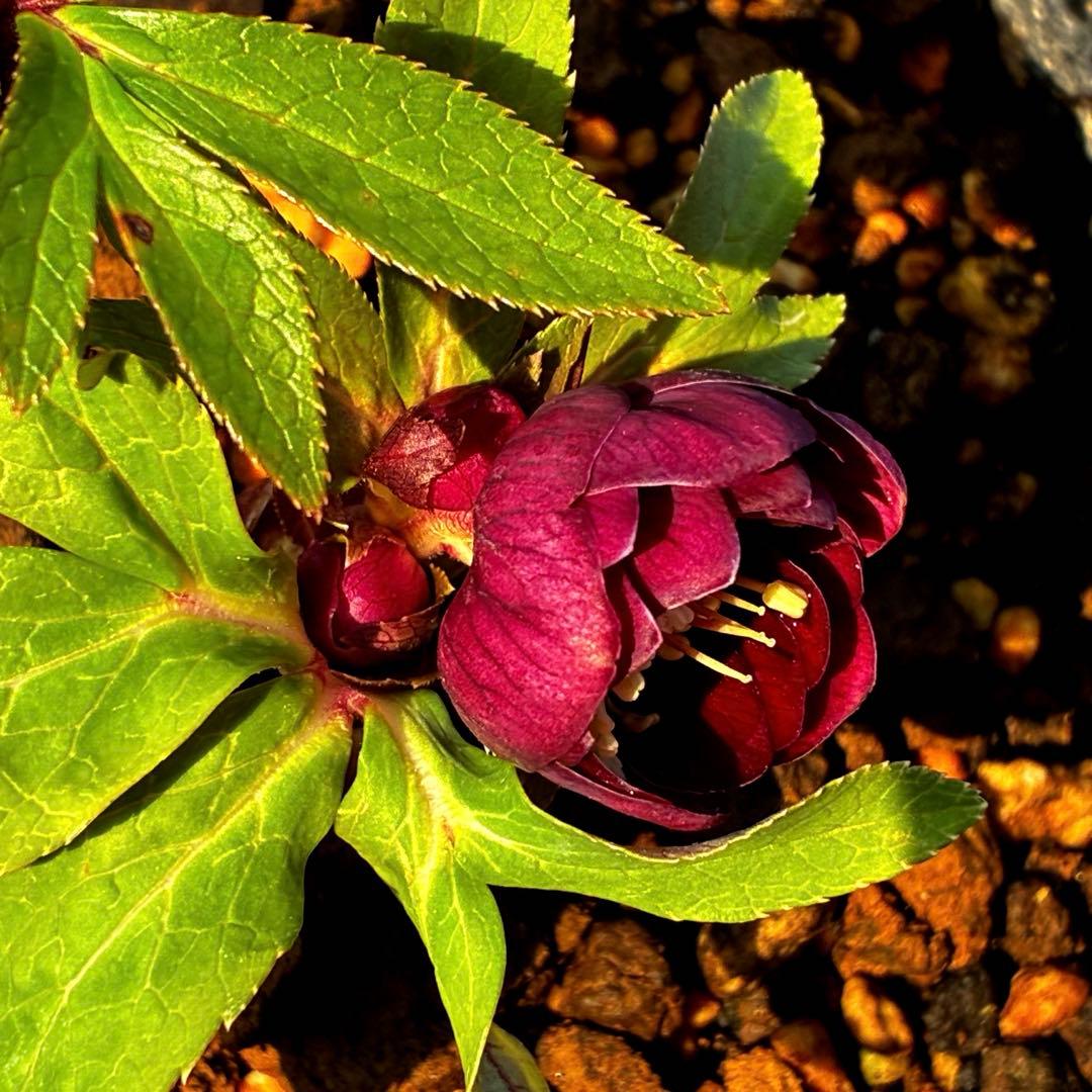 か*l様 3566☘️蕾花付き☘️⭐️コロコロ小輪⭐️紅赤オーレア⭐️コンパクト