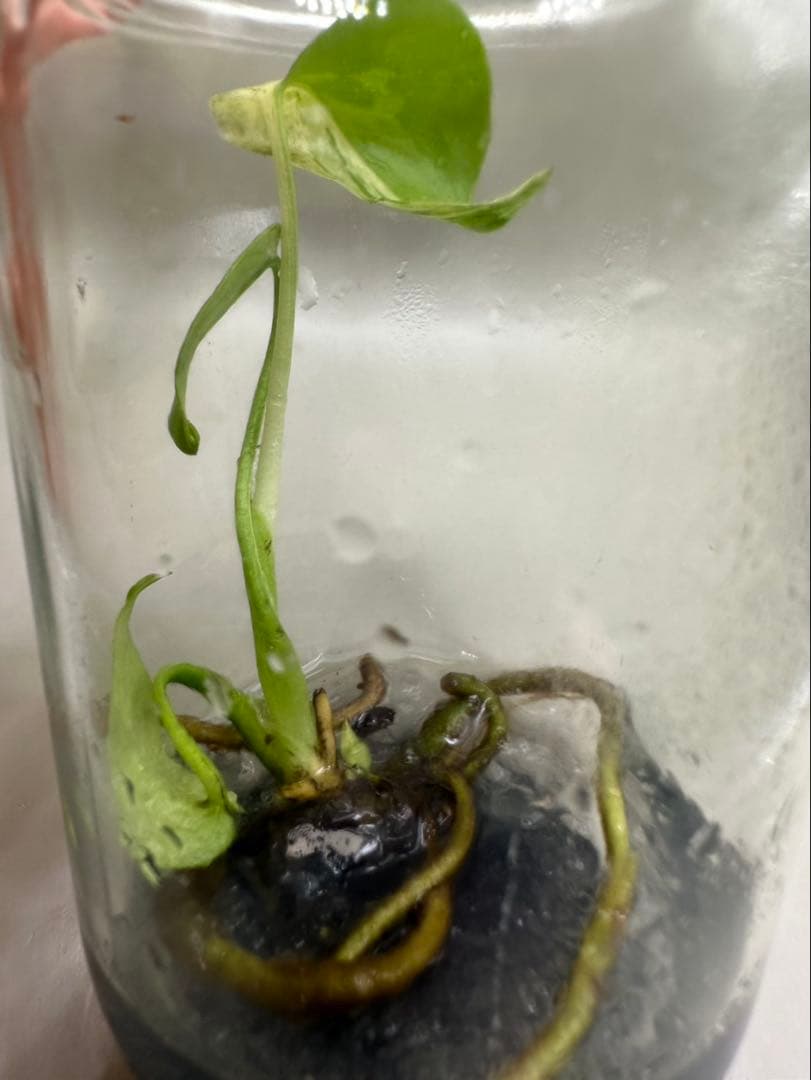 新春特価　希少株　Monstera Bulbasaurモンステラ・フシギダネ