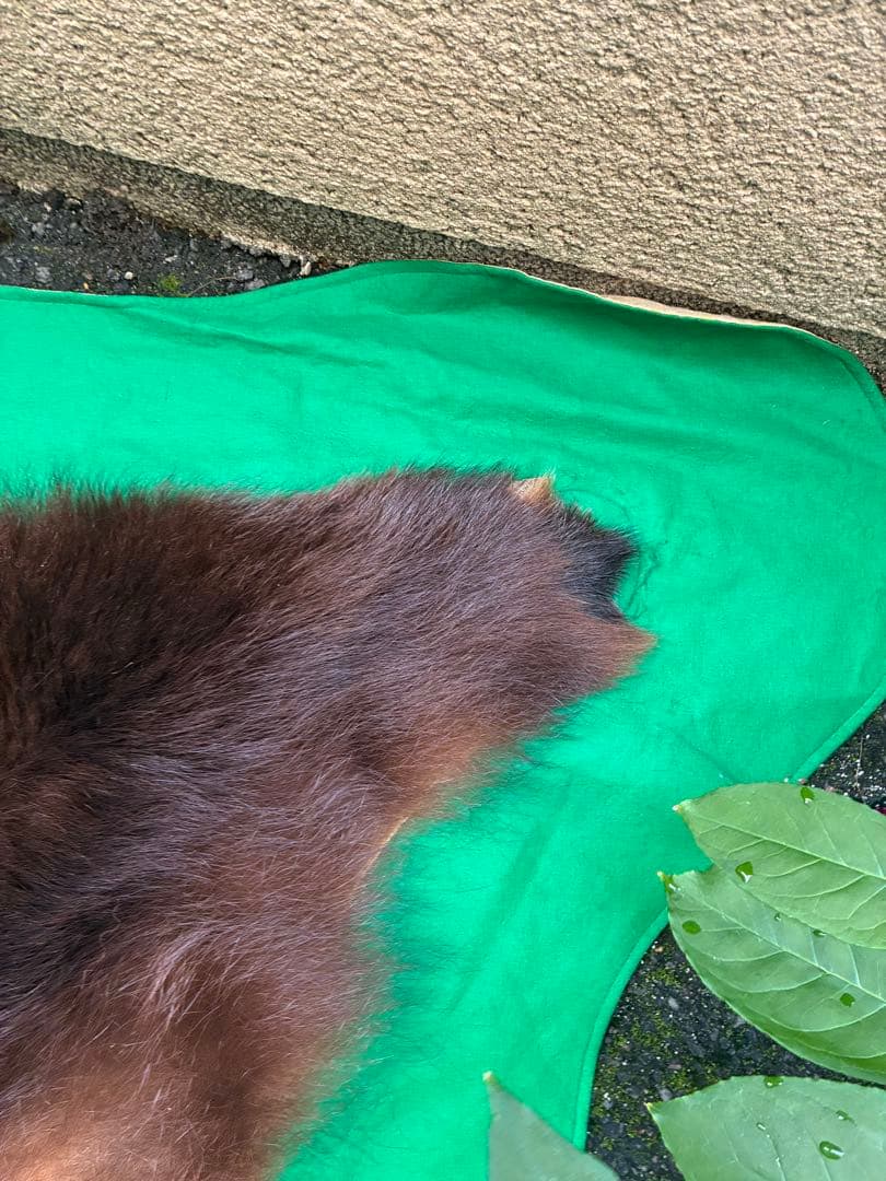 【punky綾さん専用です】ヒグマ　毛皮　熊　剥製