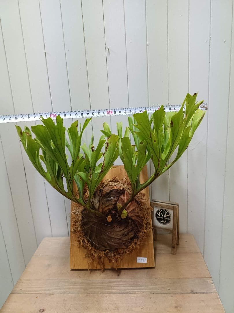 たっちゃんページK251【XLサイズ】 ビカクシダ リドレイ 1/27輸入