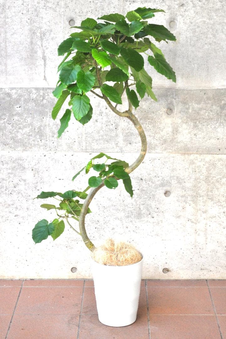 フィカス・ウンベラータ ８号135cm S-shaped tree form