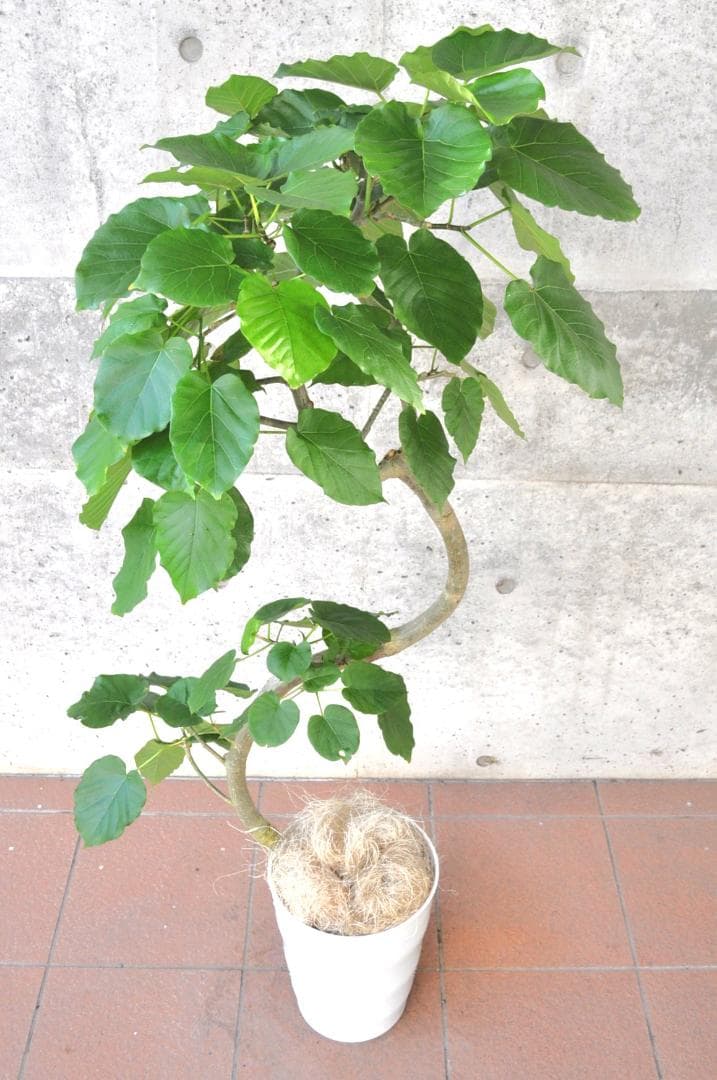 フィカス・ウンベラータ ８号135cm S-shaped tree form