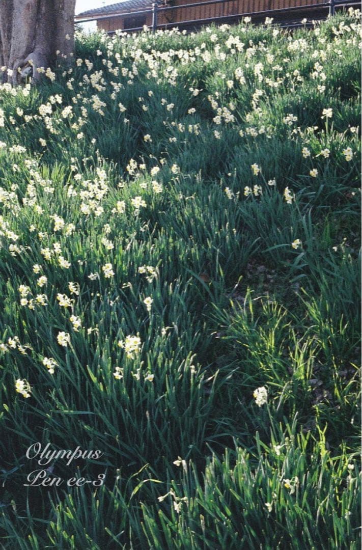 完動品＊美品＊初期保証★OLYMPUS Pen EE-3★フィルム入門に！