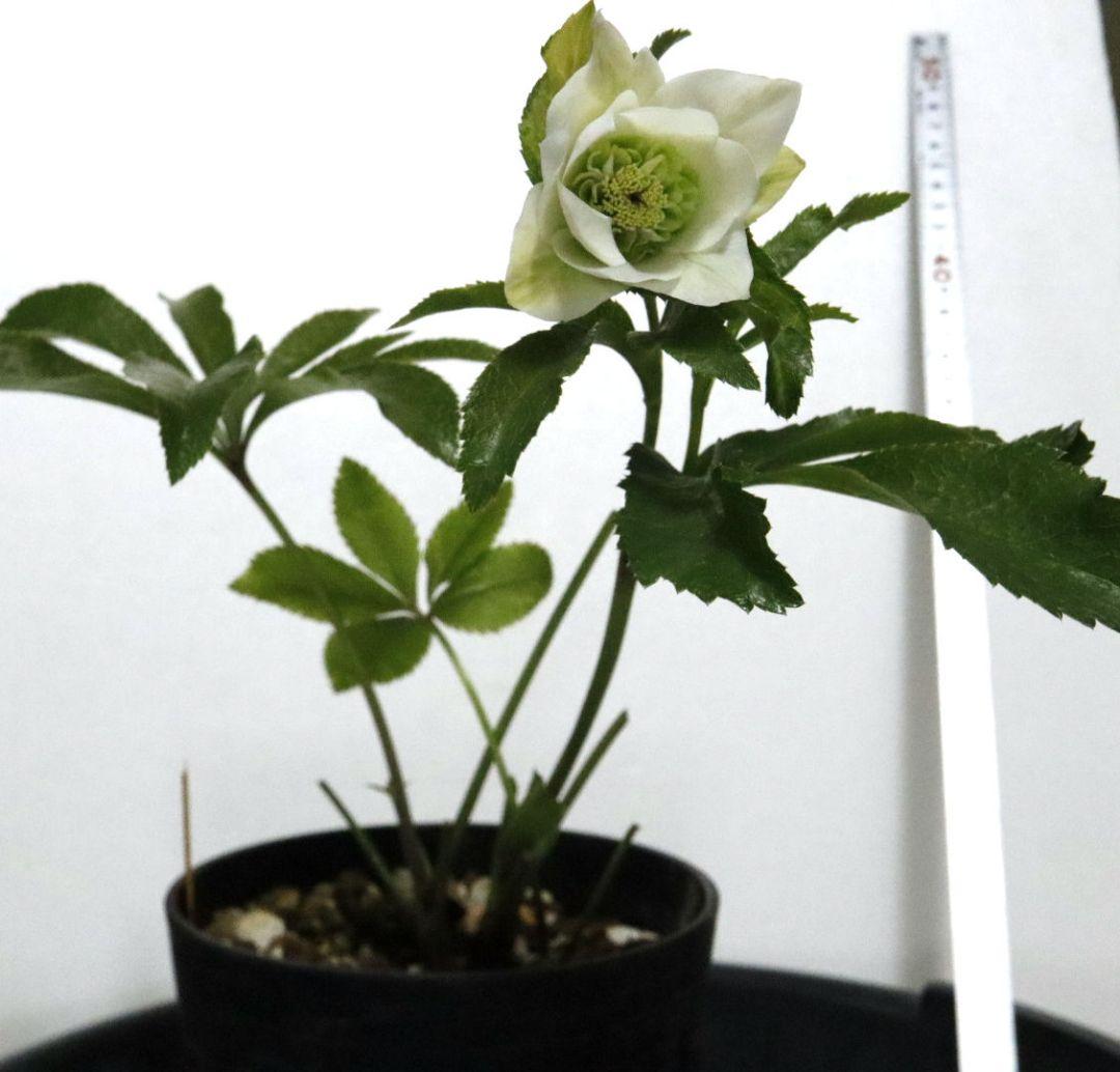 クリスマスローズ　開花株　シャルウィダンス　ホワイト　太めネクタリ