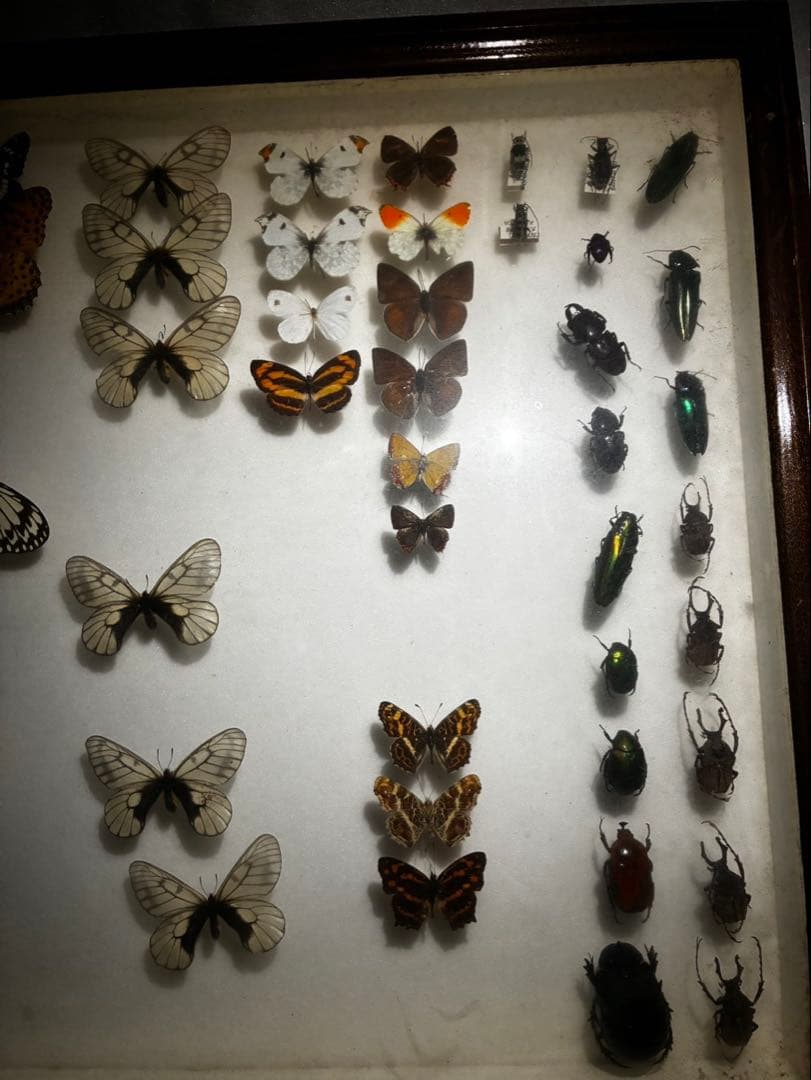 ま*る様 蝶　昆虫　カブトムシ　クワガタなどの標本　３つセット