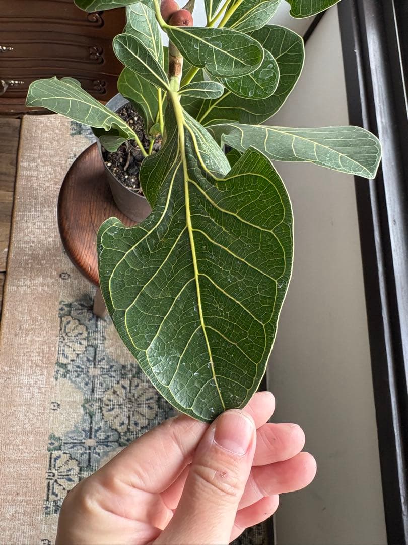 フィカス　クリシュナ　5号　②