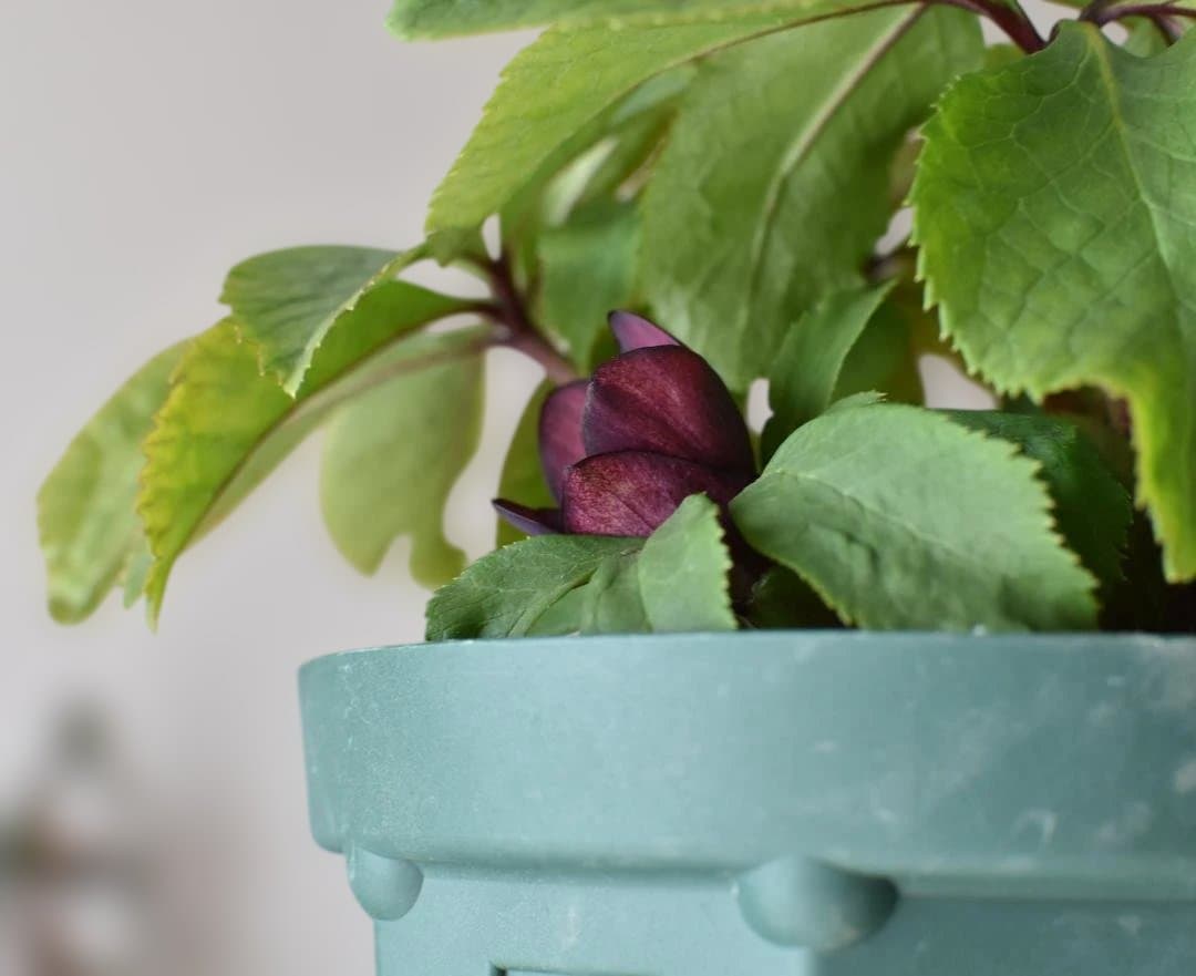 か*ん様 大木ナーサリー　ダブルダークオーレア小輪　クリスマスローズ　開花株