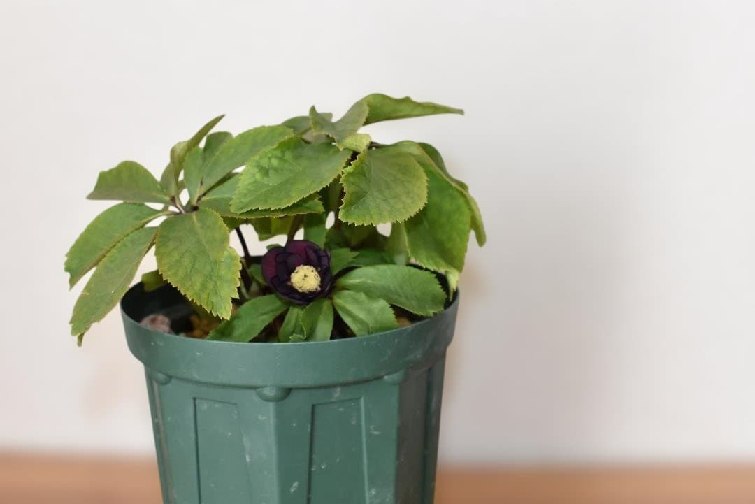 か*ん様 大木ナーサリー　ダブルダークオーレア小輪　クリスマスローズ　開花株