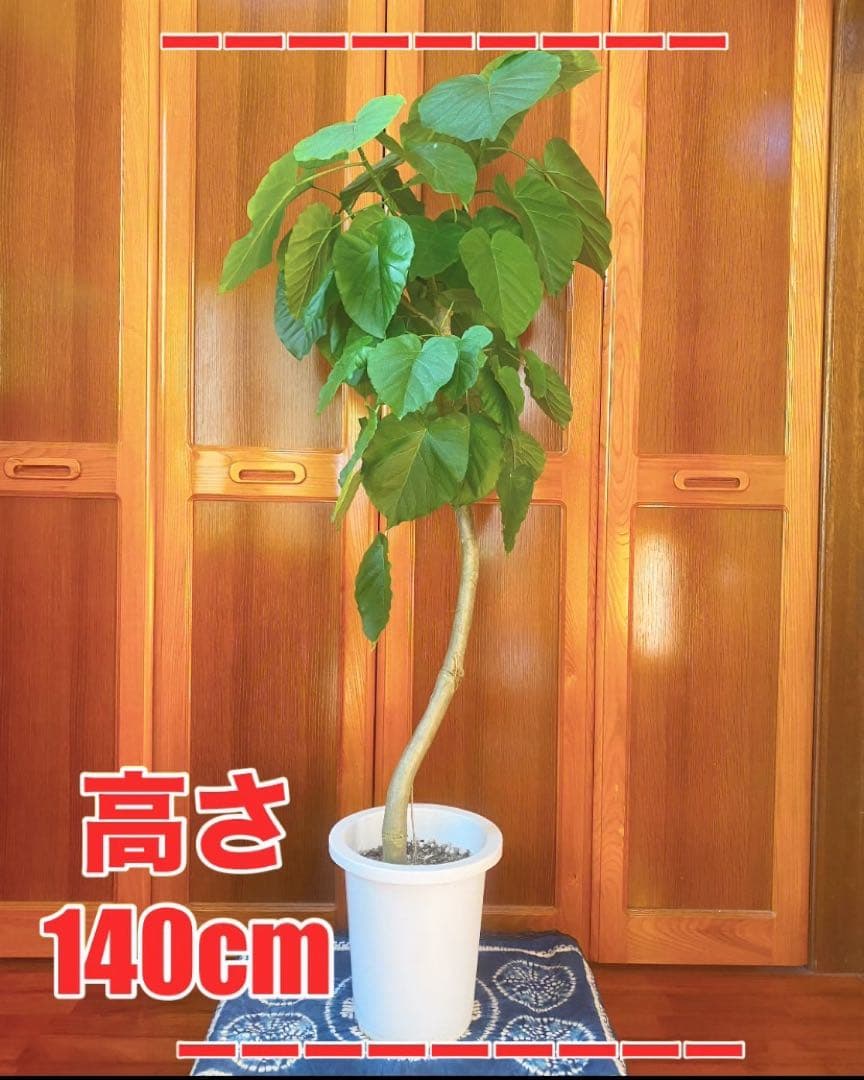 フィカスウンベラータ 8号鉢 高さ140cm