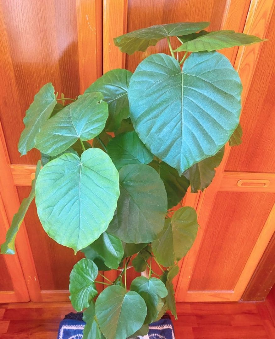 フィカスウンベラータ 8号鉢 高さ140cm