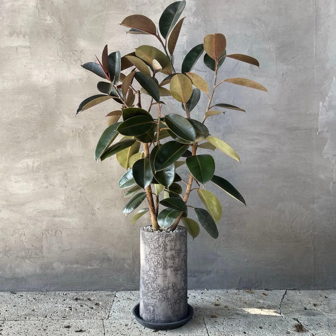 大型　フィカス　バーガンディ　アンティーク調　陶器鉢　植え込み発送