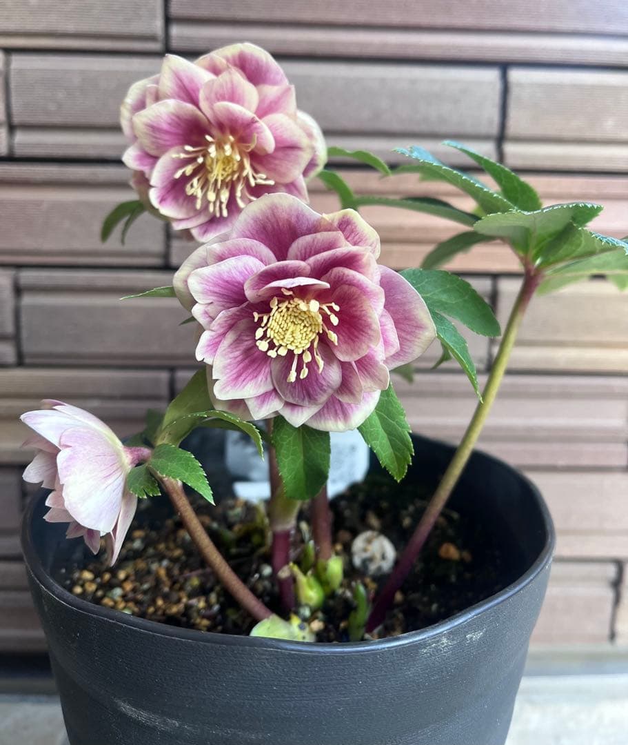 【週末セール】広瀬園芸 クリスマスローズ ソレイユdd