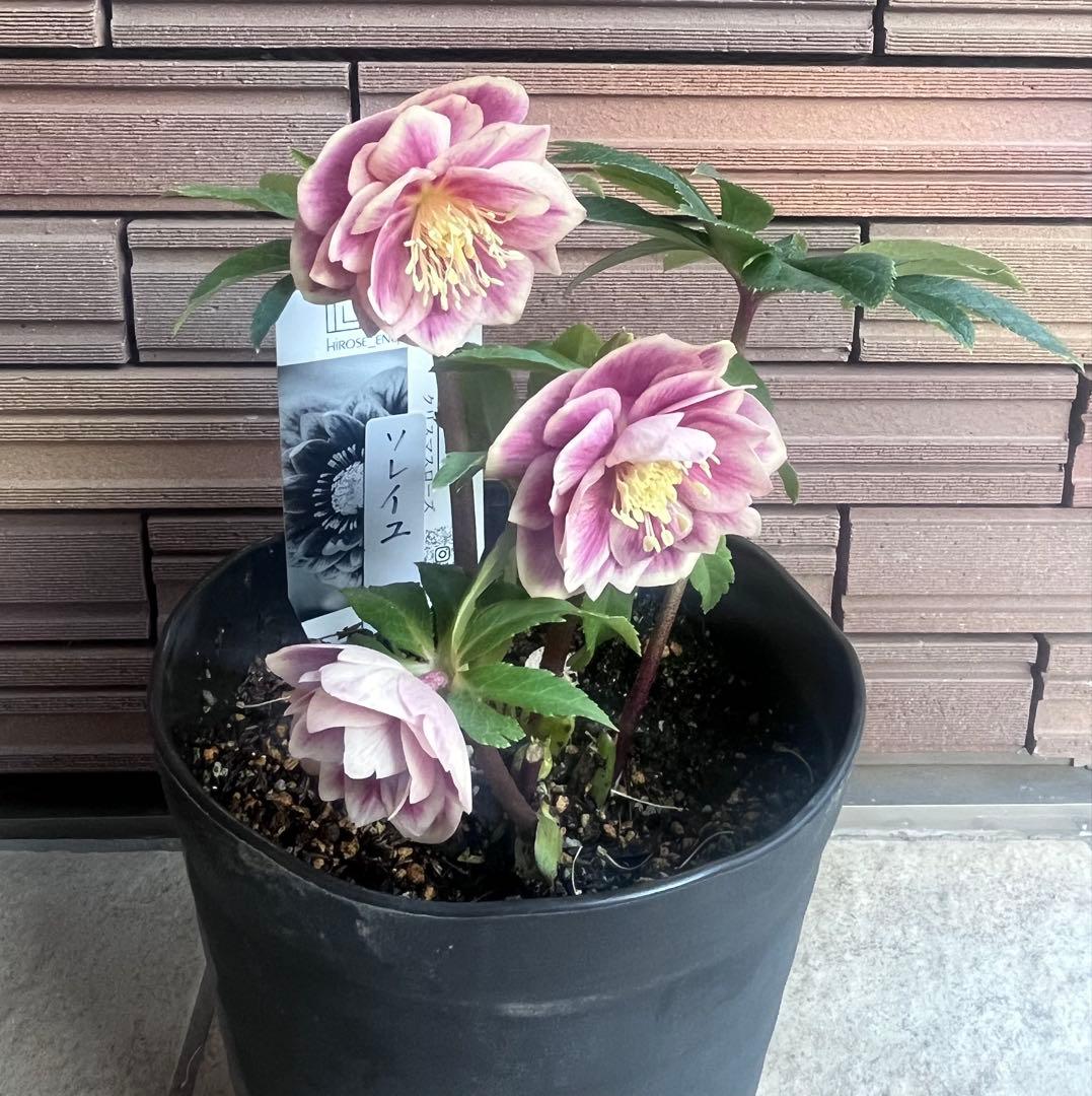 【週末セール】広瀬園芸 クリスマスローズ ソレイユdd