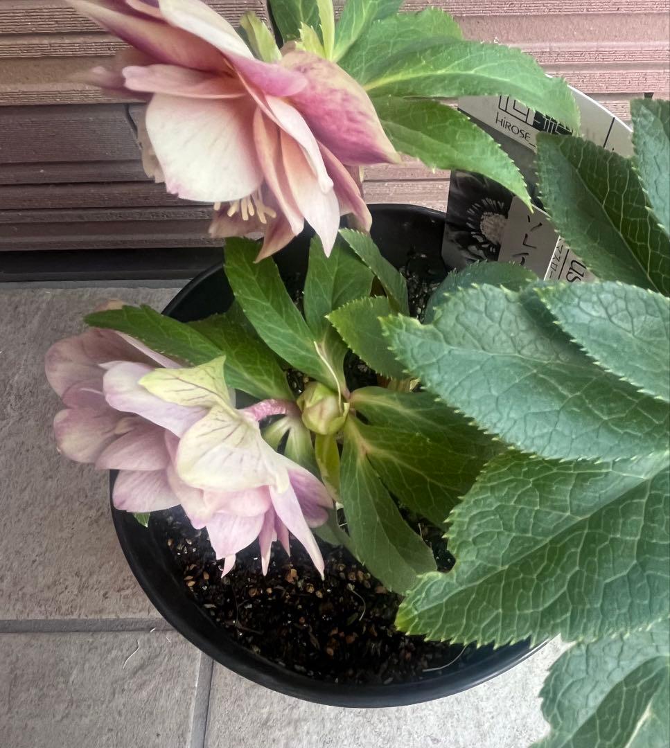 【週末セール】広瀬園芸 クリスマスローズ ソレイユdd