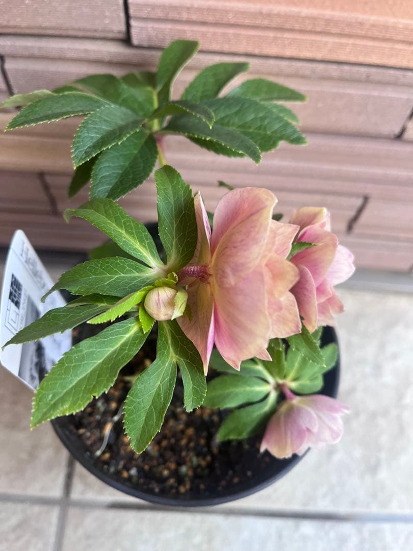 【週末セール】広瀬園芸 クリスマスローズ ソレイユdd