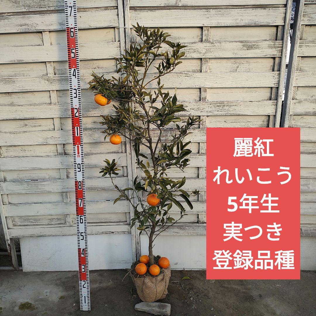 ド*ト様 麗紅 れいこう 5年生 苗木 登録品種 実つき！