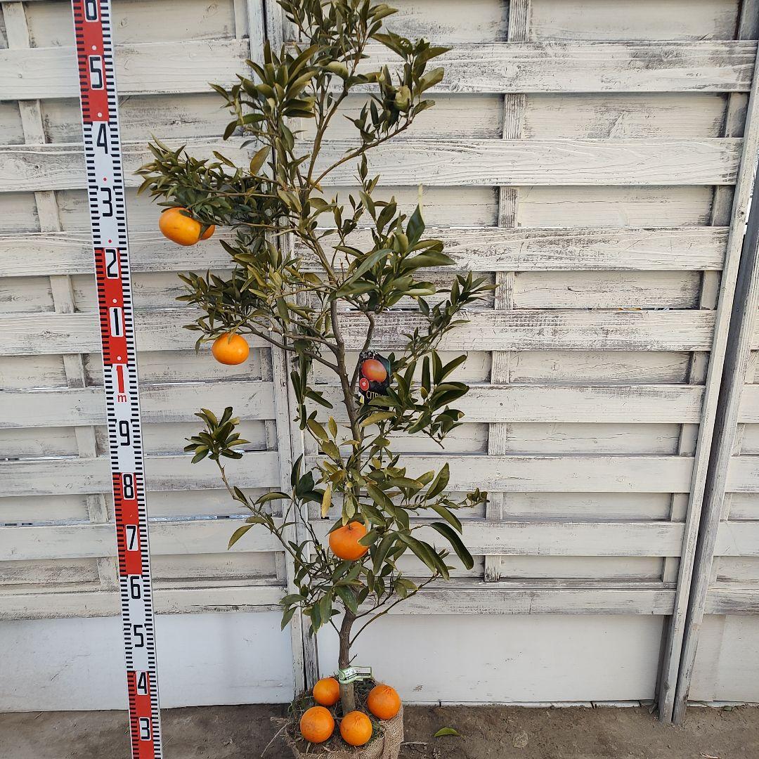 ド*ト様 麗紅 れいこう 5年生 苗木 登録品種 実つき！