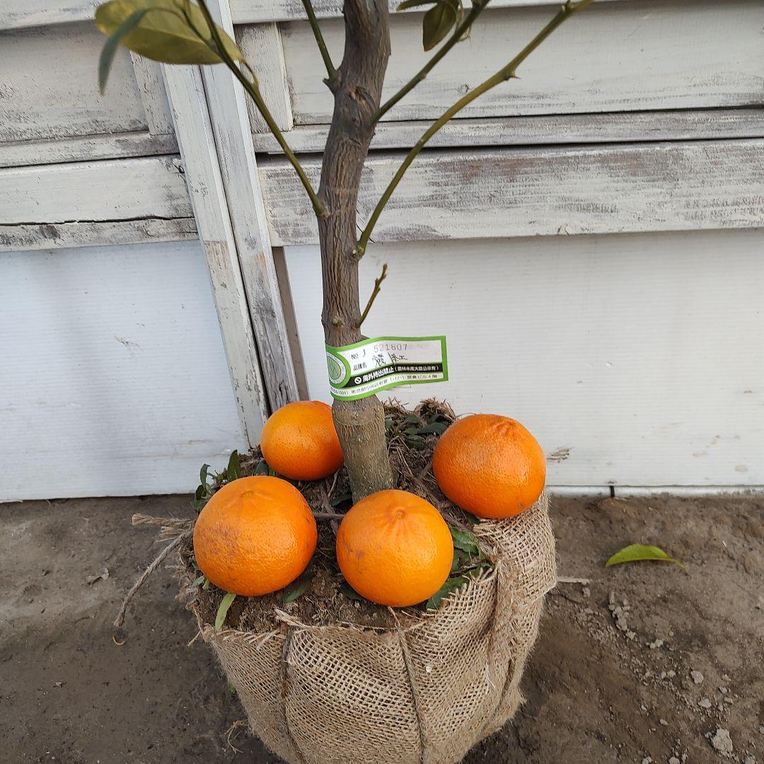 ド*ト様 麗紅 れいこう 5年生 苗木 登録品種 実つき！