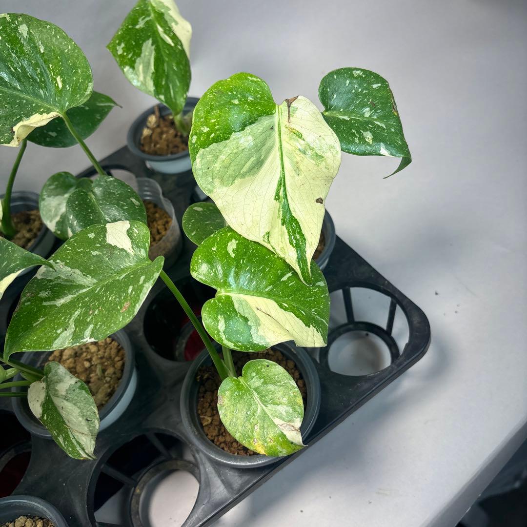 ま*8様 10株セット訳ありa16【特別選抜】モンステラ・タイコンステレーション