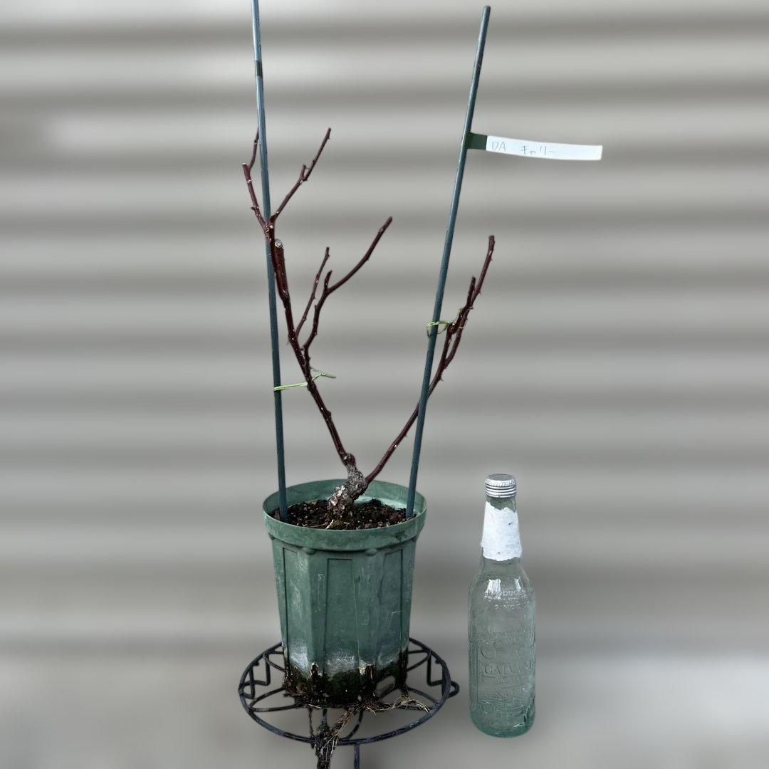 ❁ひろココ♡❁