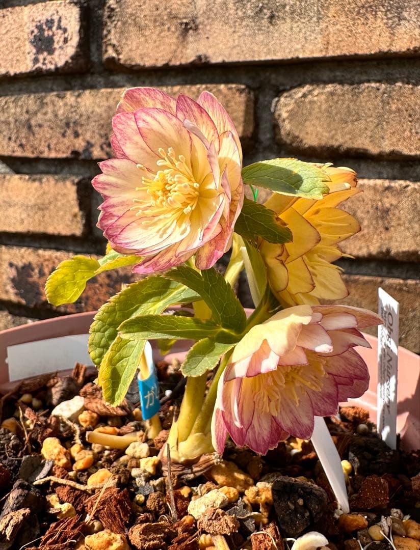 クリスマスローズ　蜃気楼 dd 交配苗　大木ナーサリー