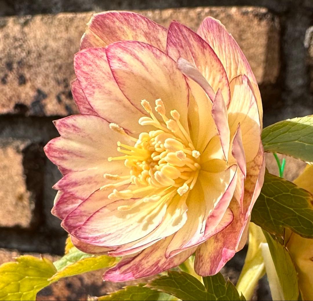 クリスマスローズ　蜃気楼 dd 交配苗　大木ナーサリー