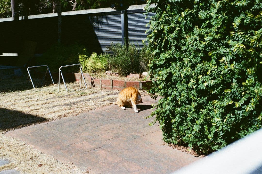 contax S2 フィルムカメラ