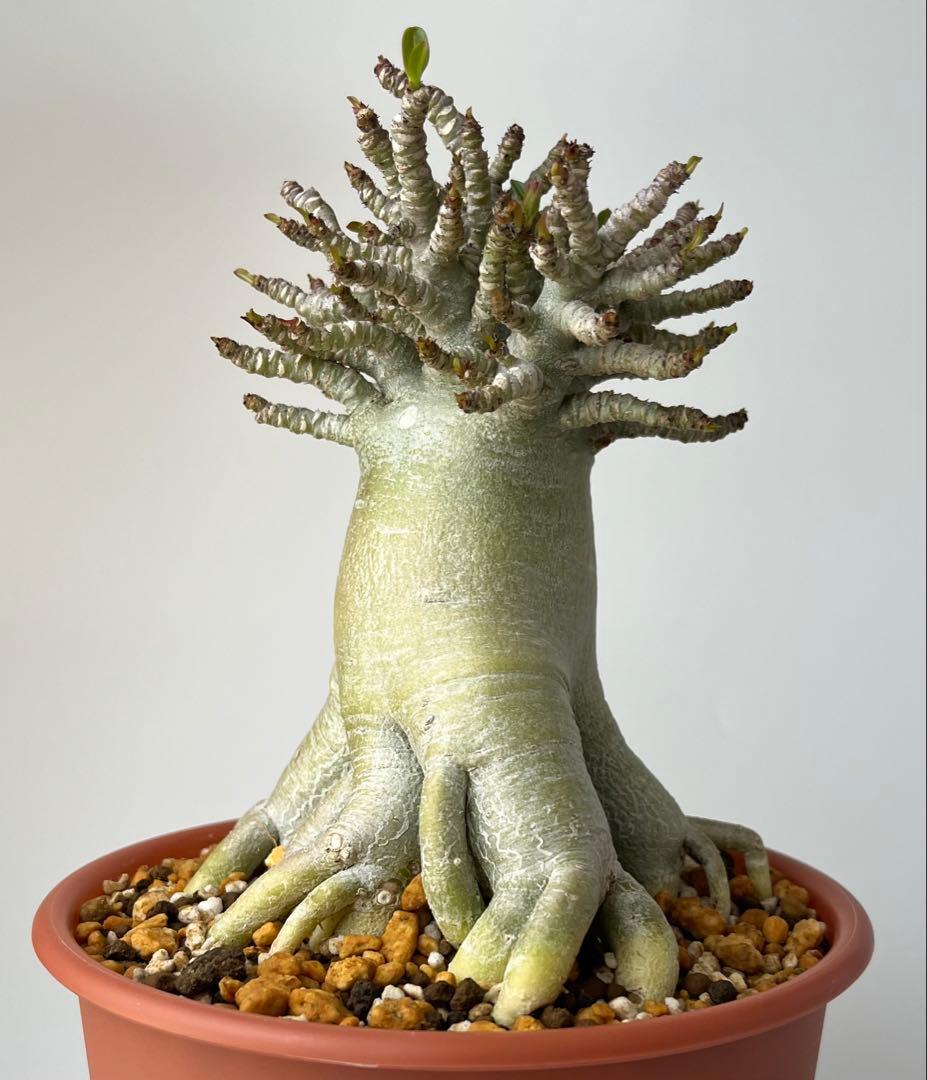 【極美タコ足/極太/塊根植物】アデニウム タイソコトラナム タコ足仕立て 鉢植え