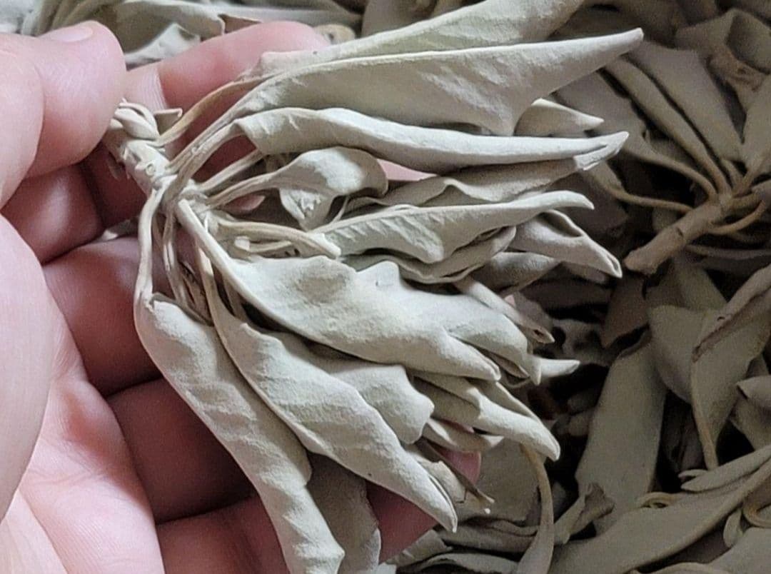 業務用価額☆無農薬ホワイトセージ枝付きクラスター1KG