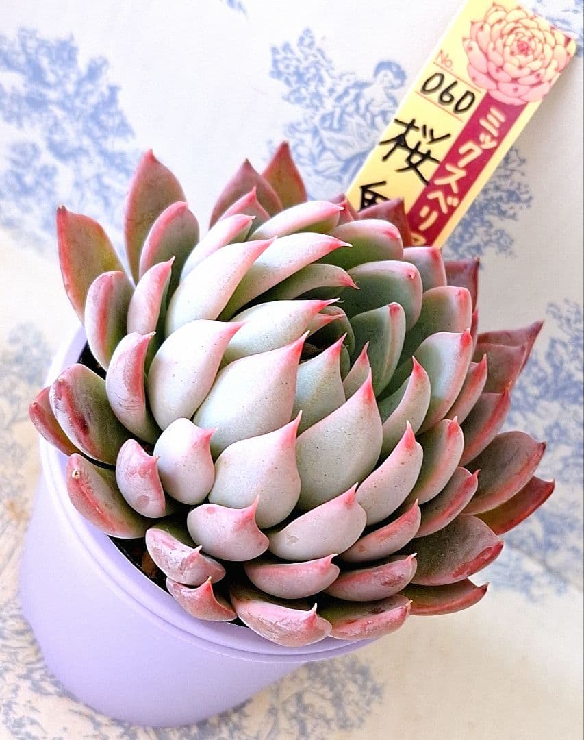 のん様 リクエスト 2点 まとめ商品