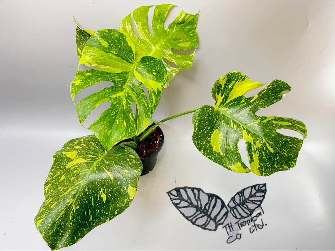 Monstera Electrolyteモンステラ エレクトロライト