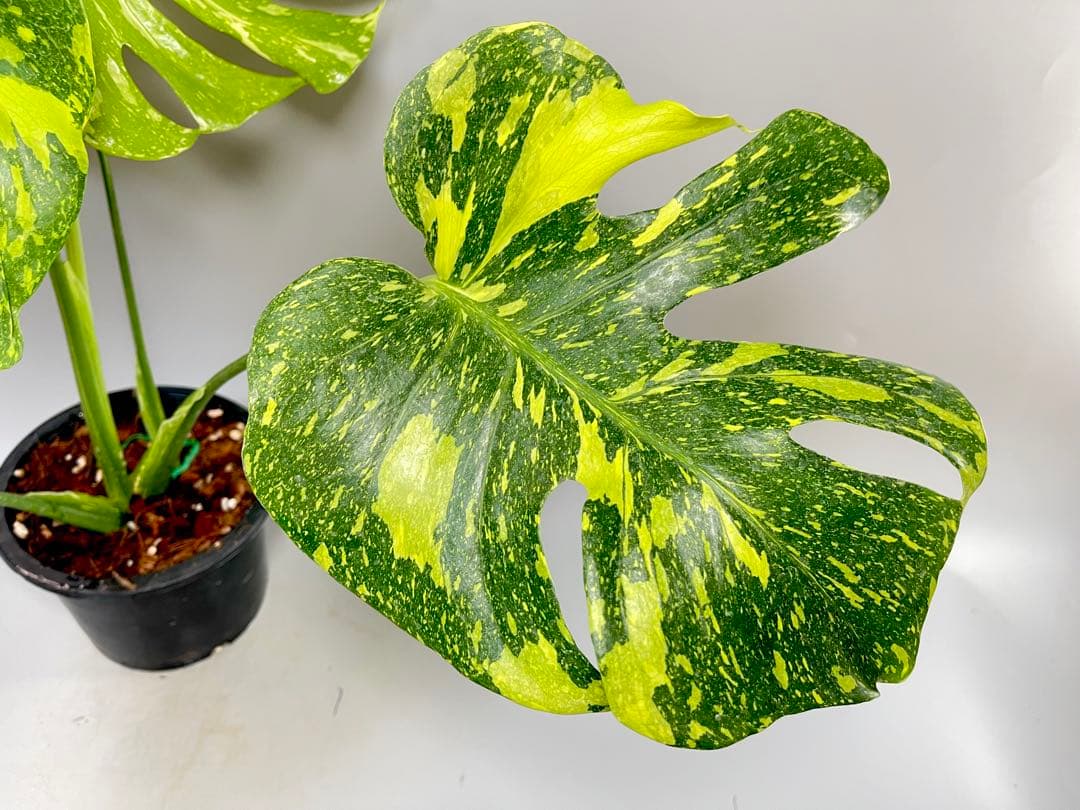 Monstera Electrolyteモンステラ エレクトロライト