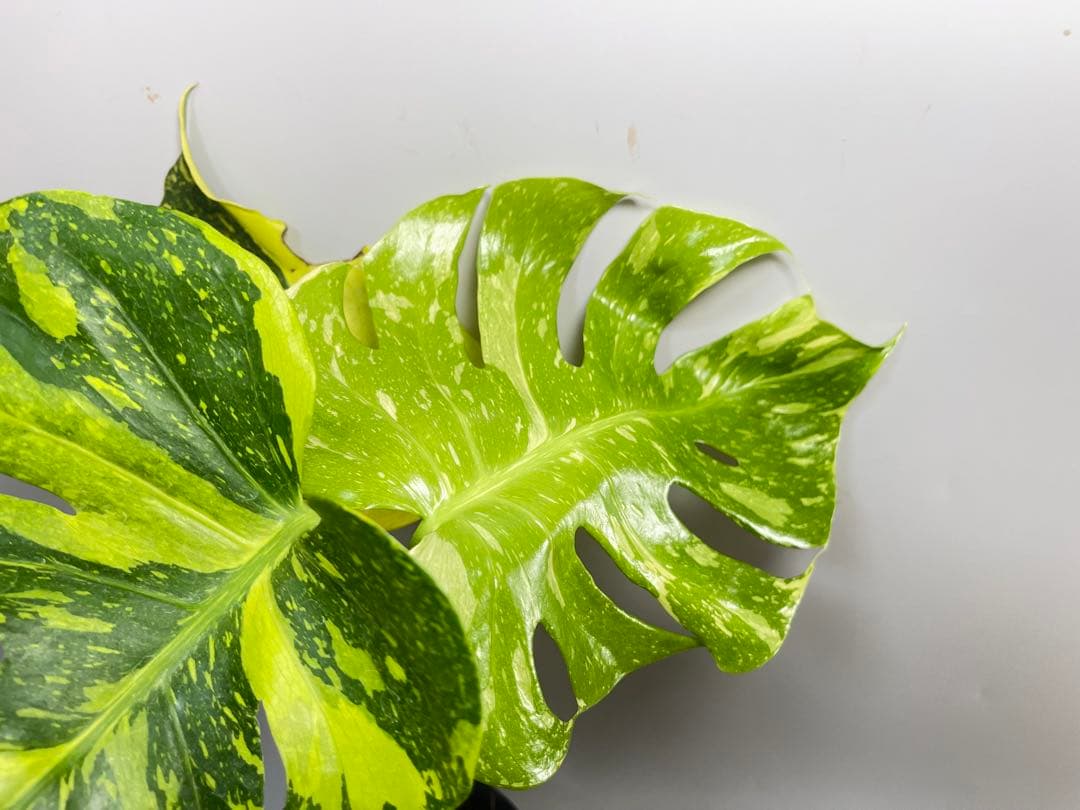 Monstera Electrolyteモンステラ エレクトロライト