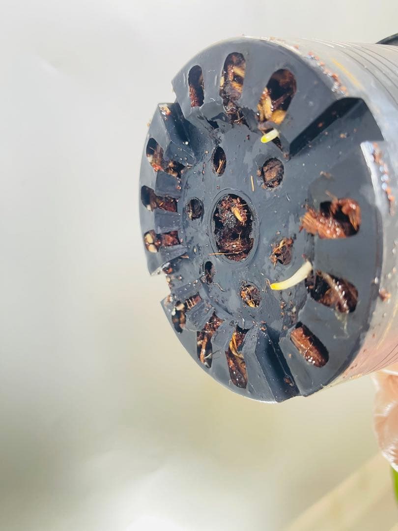 Monstera Electrolyteモンステラ エレクトロライト