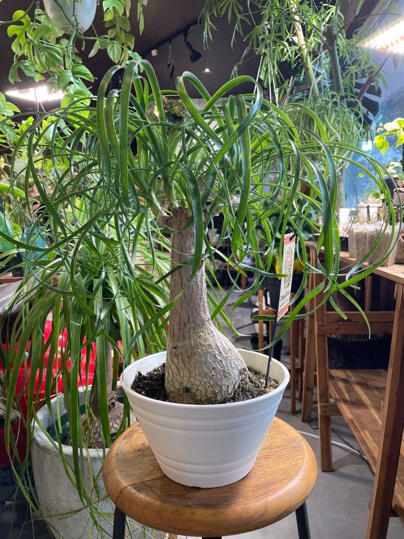 15rinrin プロフ必読ページ植物セット