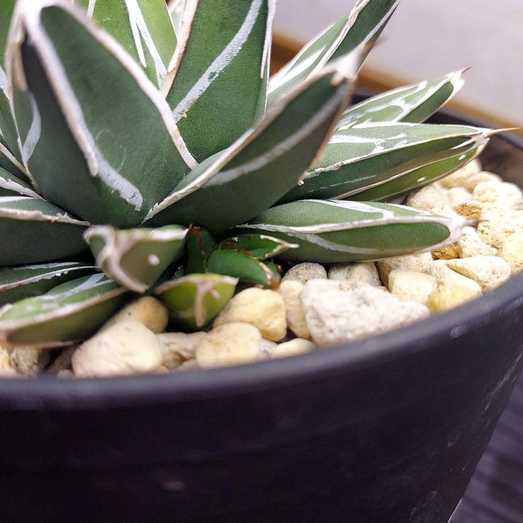 じ*む様 親株販売！！　子株付き　アガベ　姫笹の雪　特濃白ペンキ　耐寒性あり　オ