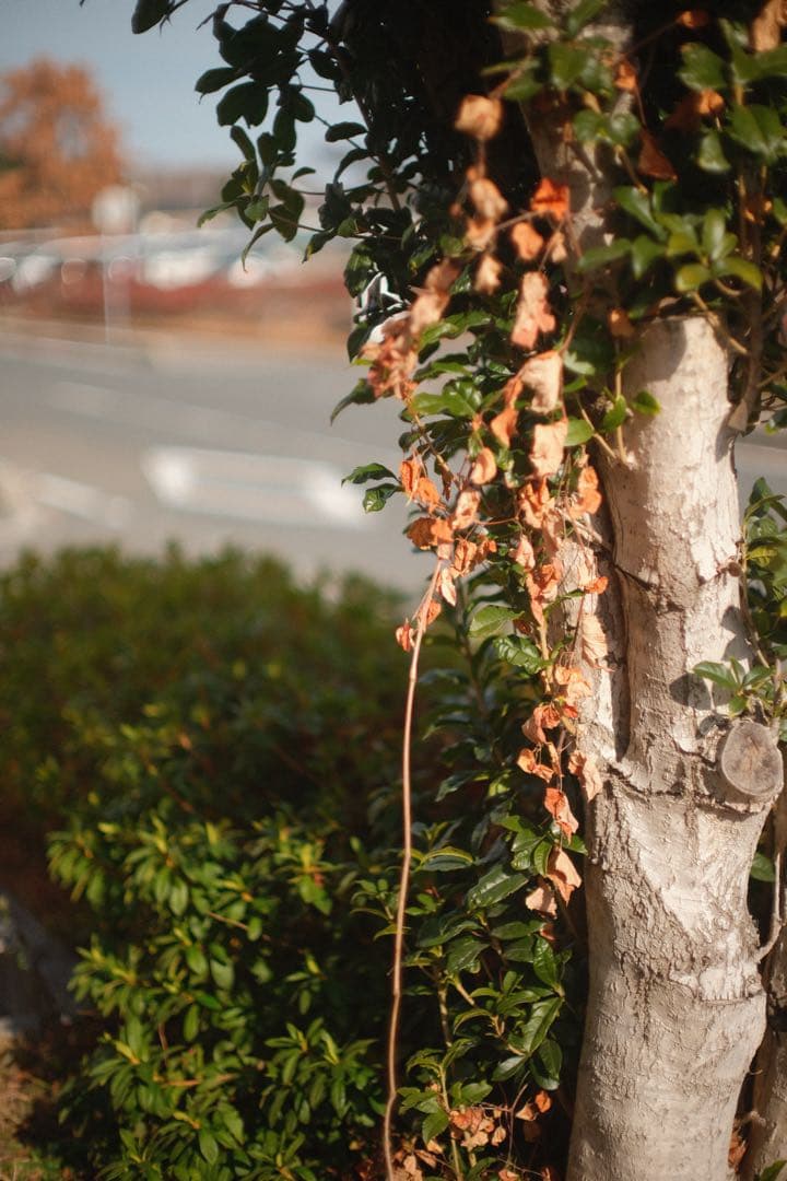 作例あり MC ROKKOR-PG 58mm f1.2