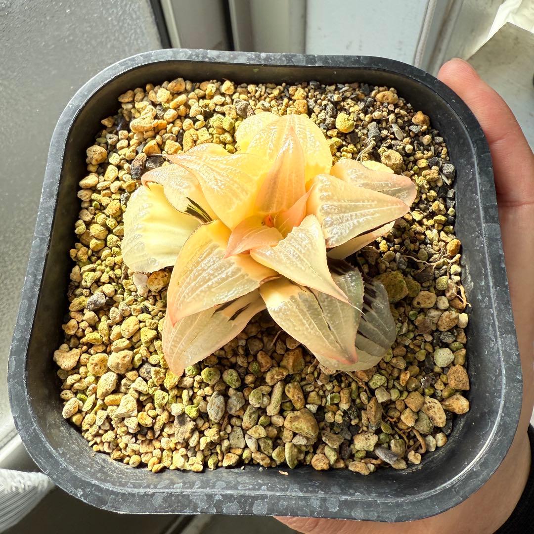 多肉植物 ハオルチア バディア錦 糊斑 12x12cm鉢