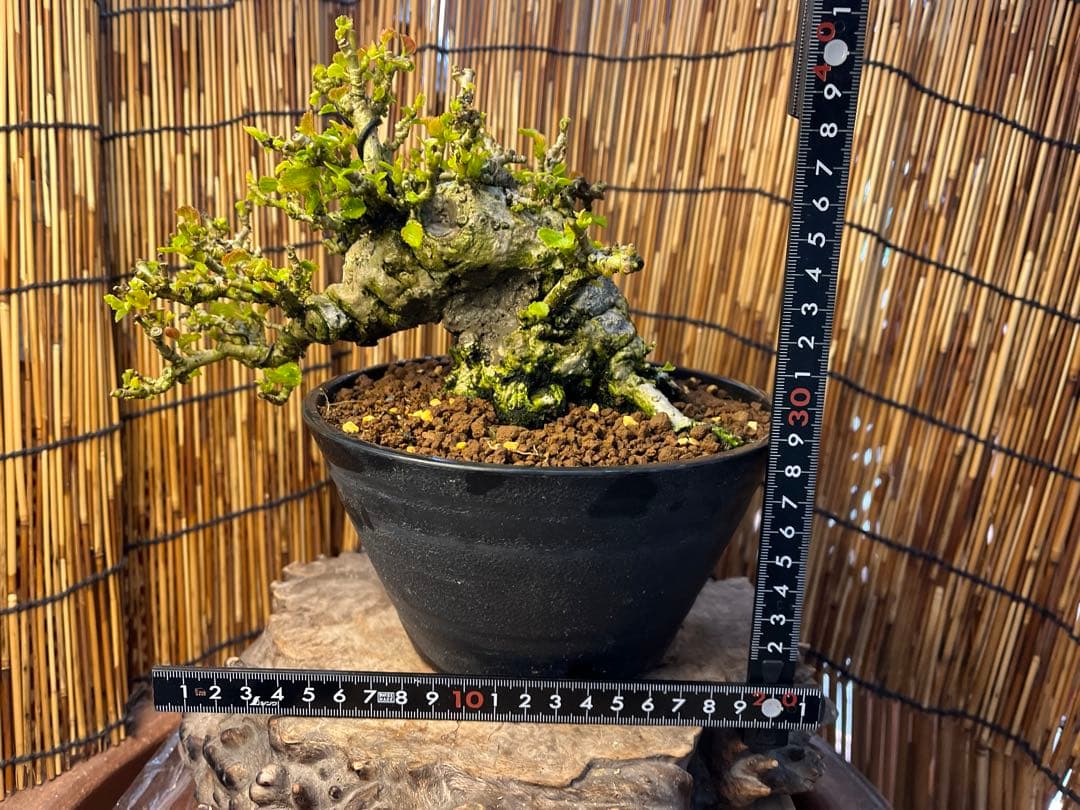 ✨✨✨オキナワオオハマボウ【◎良品素材】検/ユウナハート葉♪happyセール♪