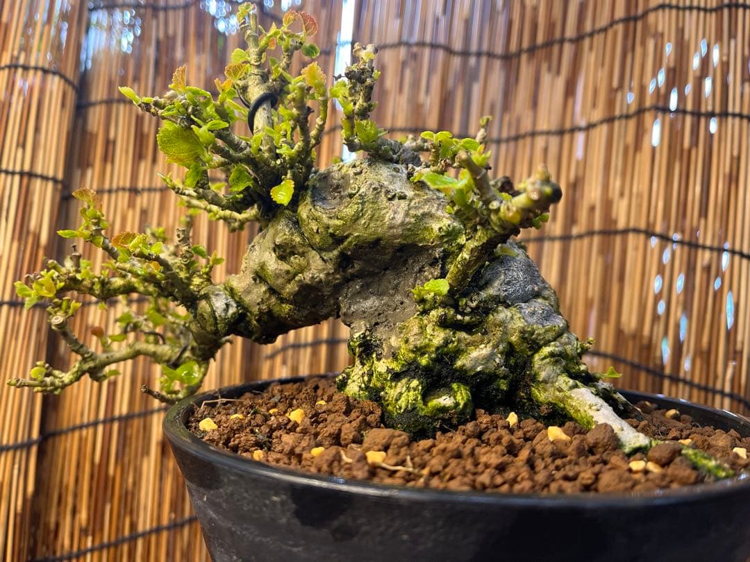 ✨✨✨オキナワオオハマボウ【◎良品素材】検/ユウナハート葉♪happyセール♪