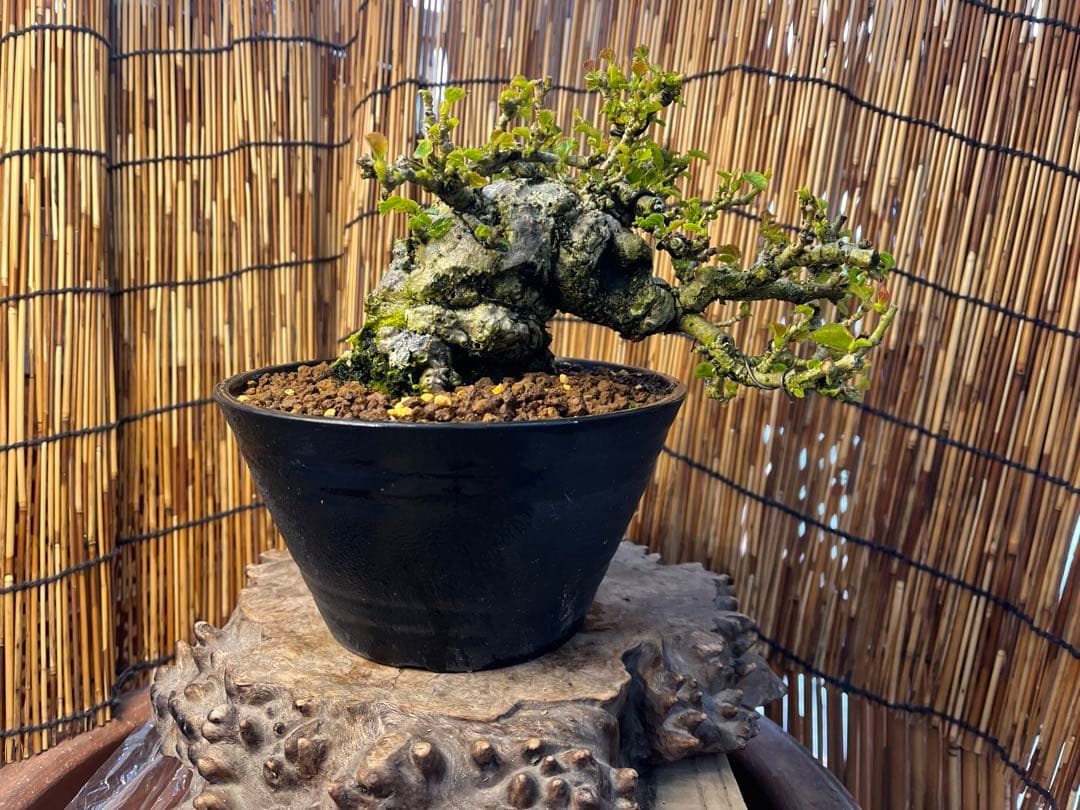 ✨✨✨オキナワオオハマボウ【◎良品素材】検/ユウナハート葉♪happyセール♪