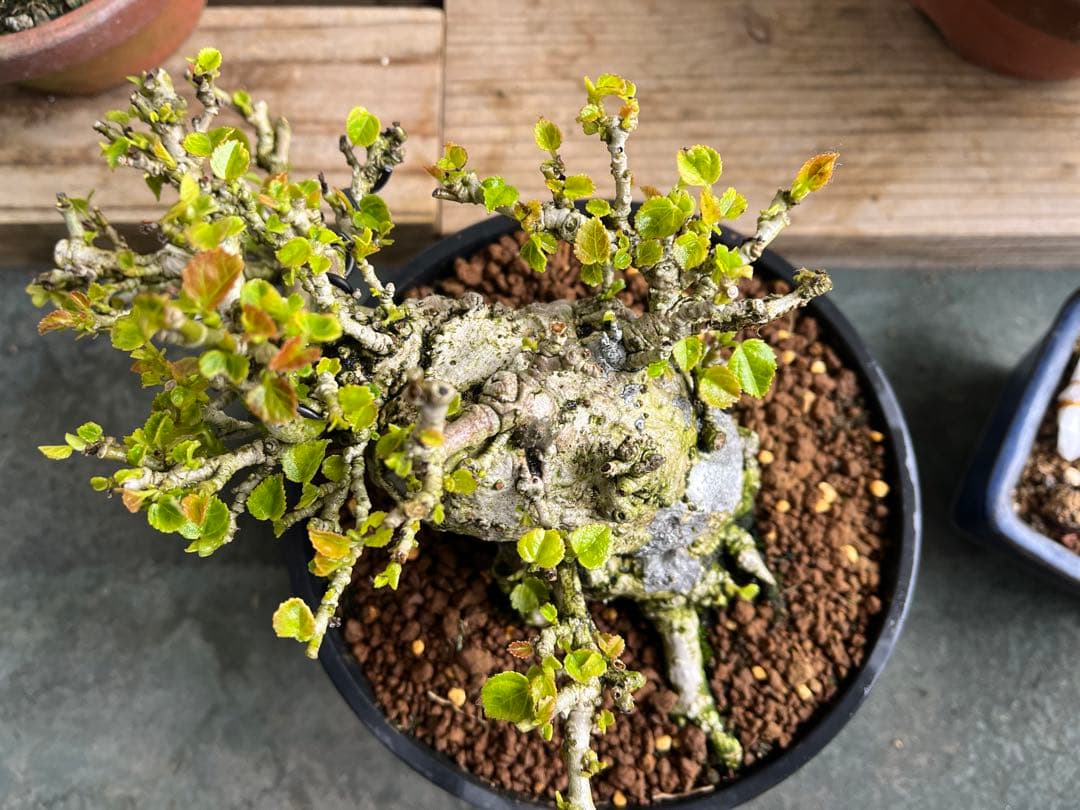 ✨✨✨オキナワオオハマボウ【◎良品素材】検/ユウナハート葉♪happyセール♪